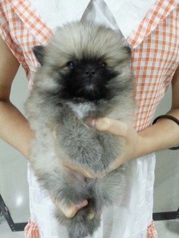 Sable Black Mask Mini Pomeranian - Pomeranian Dog