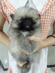 Sable Black Mask Mini Pomeranian - Pomeranian Dog