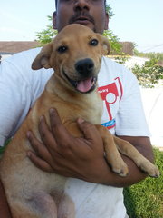 Tikky In Kulim - Mixed Breed Dog