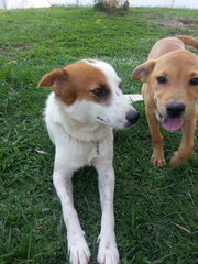 Tikky In Kulim - Mixed Breed Dog