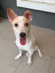 Starky - Mixed Breed Dog