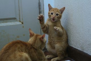 Sunshine &amp; Mom - Domestic Short Hair Cat