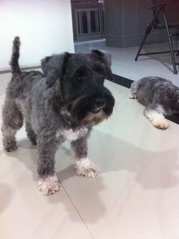 Jack &amp; Baby - Schnauzer Dog