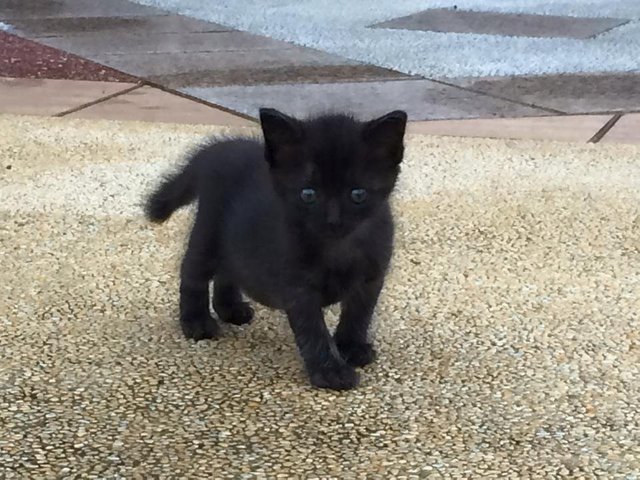 Kitty - Bombay Cat