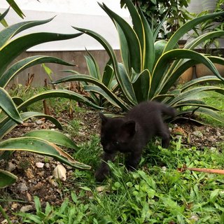 Kitty - Bombay Cat