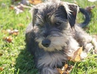 Mini Schnauzer ( Female ) - Schnauzer Dog