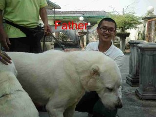 Central Asian Shepherd@alabai  - Shepherd Dog