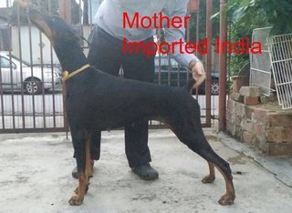 Dobermann (Imp.champion Line) - Doberman Pinscher Dog