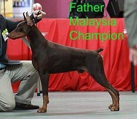 Dobermann (Imp.champion Line) - Doberman Pinscher Dog