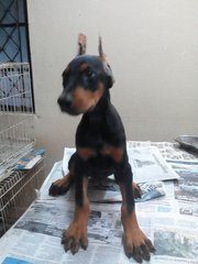 Dobermann (Imp.champion Line) - Doberman Pinscher Dog