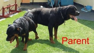 Rottweiler Puppy /imp Champion Line - Rottweiler Dog