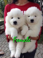 Adorable Samoyed - Samoyed Dog