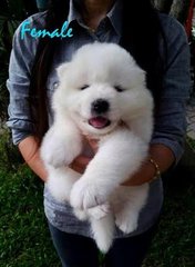 Adorable Samoyed - Samoyed Dog