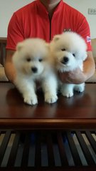 Adorable Samoyed - Samoyed Dog