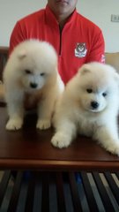 Adorable Samoyed - Samoyed Dog