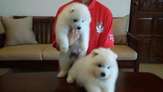 Adorable Samoyed - Samoyed Dog