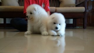 Adorable Samoyed - Samoyed Dog