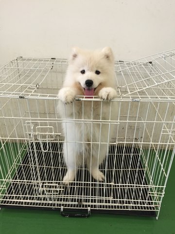 Adorable Samoyed - Samoyed Dog