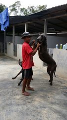 Great Dane Big Bone In Black - Great Dane Dog