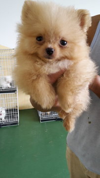 Orange Tiny Pomeranian Teacup - Pomeranian Dog