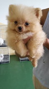 Orange Tiny Pomeranian Teacup - Pomeranian Dog