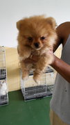 Orange Tiny Pomeranian Teacup - Pomeranian Dog