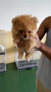 Orange Tiny Pomeranian Teacup - Pomeranian Dog