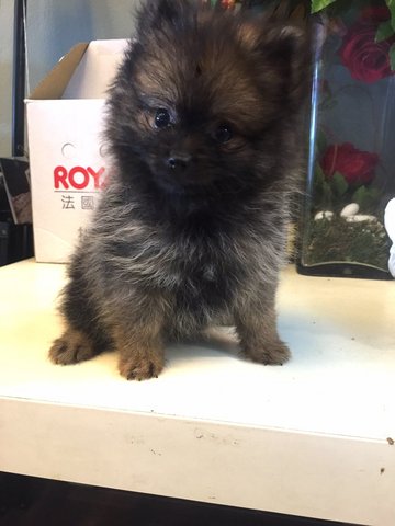 Pomeranian - Heavy Coat Red Sable - Pomeranian Dog