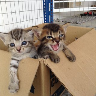 Kittens - Tabby Cat