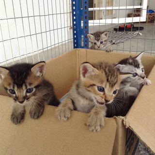 Kittens - Tabby Cat