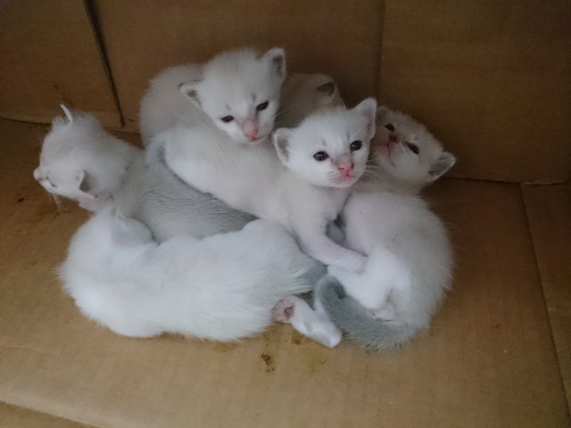 Niko And Her 6 Angels ^^ - Domestic Short Hair + Domestic Medium Hair Cat