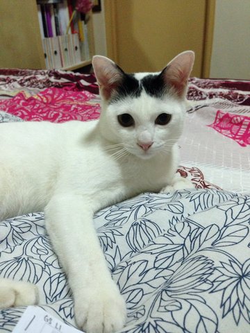 Jooki - Domestic Short Hair Cat