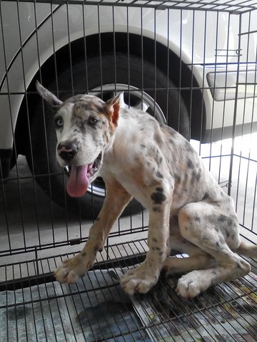 Great Dane Puppy For Sale - Great Dane Dog