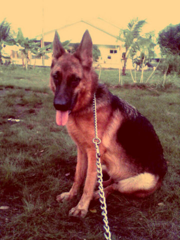 Nini (Carries Kennel Emira) - German Shepherd Dog Dog