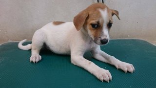 M7 - Mixed Breed Dog