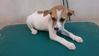 M7 - Mixed Breed Dog