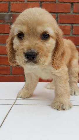 Butter - English Cocker Spaniel Dog