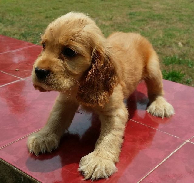 Cookie - English Cocker Spaniel Dog