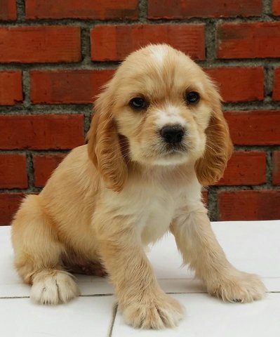 Kiwi - English Cocker Spaniel Dog