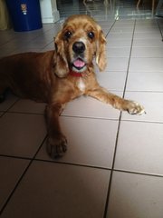 Rainbow - Cocker Spaniel Dog