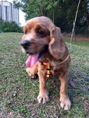 Rainbow - Cocker Spaniel Dog