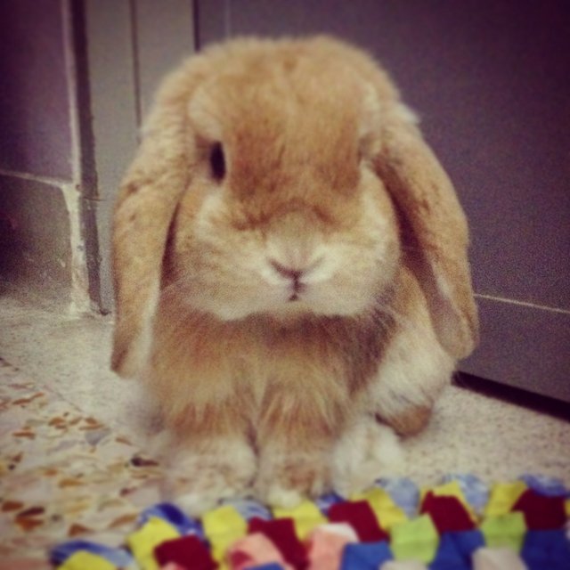 Riley - Holland Lop Rabbit