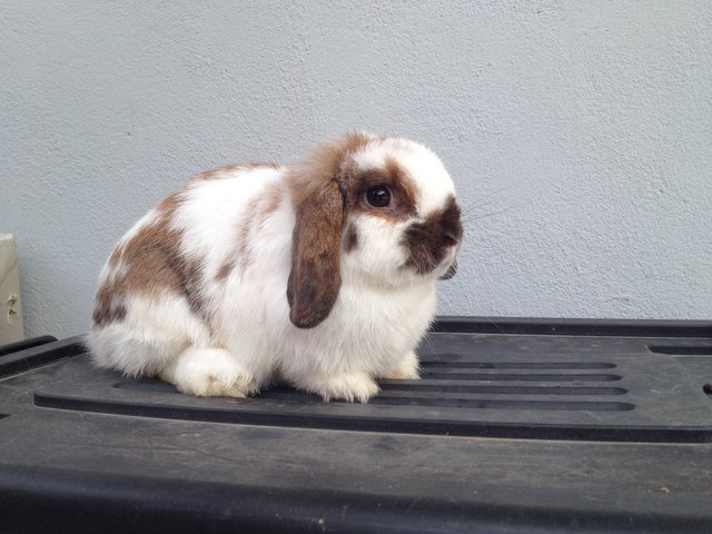 Peanut - Holland Lop Rabbit