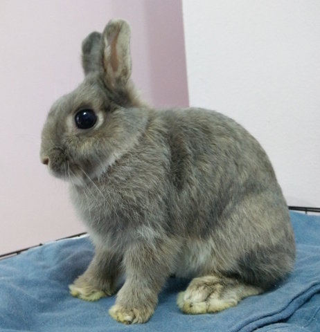 Smokey - Netherland Dwarf Rabbit