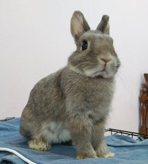 Smokey - Netherland Dwarf Rabbit