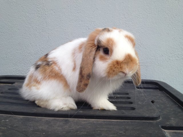 Jake - Holland Lop Rabbit