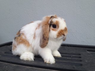 Jake - Holland Lop Rabbit