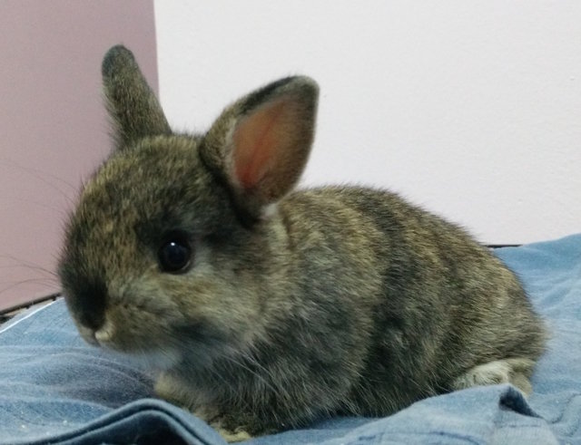 Baby Rabbit - Netherland Dwarf + Holland Lop Rabbit