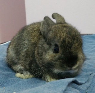 Baby Rabbit - Netherland Dwarf + Holland Lop Rabbit