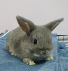 Baby Rabbit - Netherland Dwarf + Holland Lop Rabbit